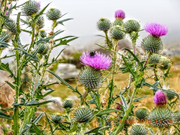 Татарник колючий чертополох