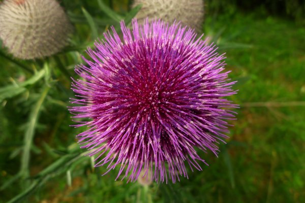 Чертополох акантовидный