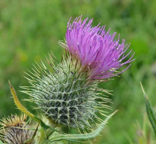 Расторопша пятнистая