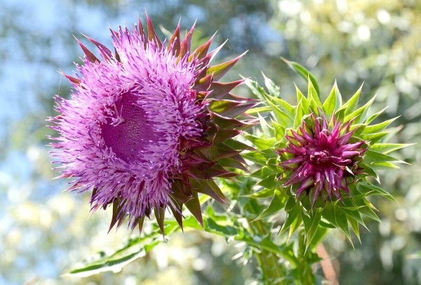 Чертополох мелкокрючковатый