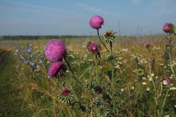 Расторопша пятнистая