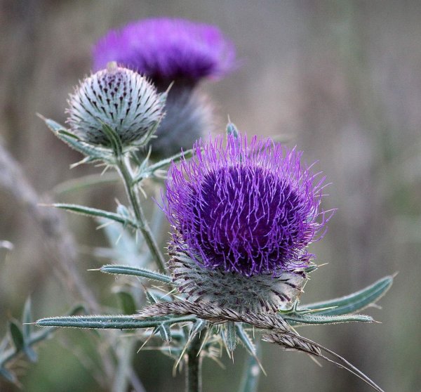Расторопша пятнистая (Silybum Marianum)