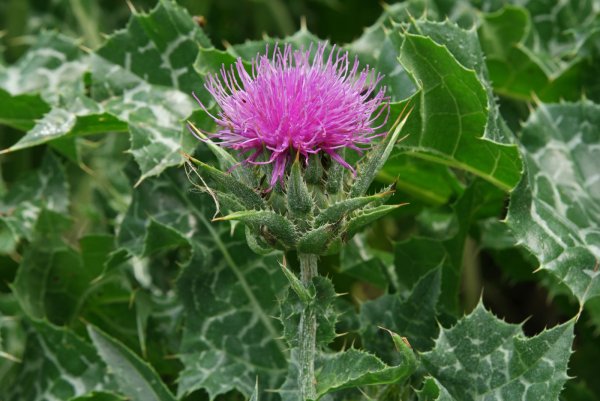 Расторопша пятнистая (Silybum Marianum)