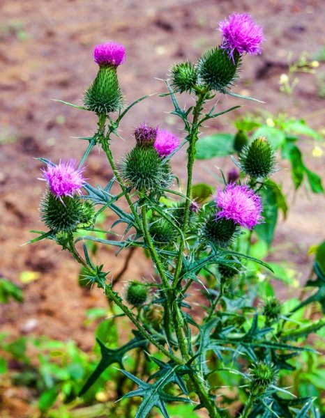 Расторопша молочный чертополох