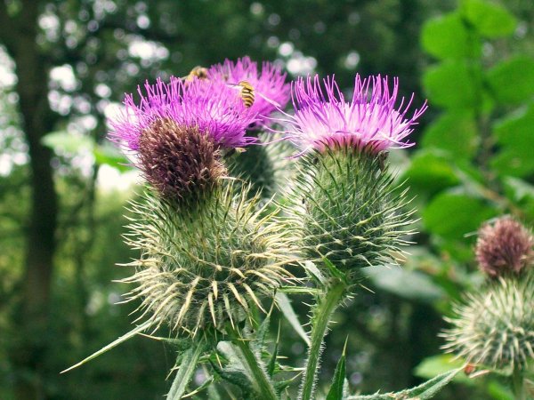 Расторопша пятнистая (Silybum Marianum)