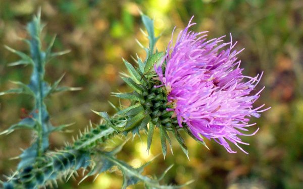 Чертополох мелкоголовчатый