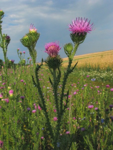Татарник чертополох