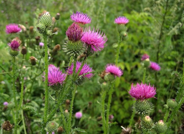 Расторопша пятнистая