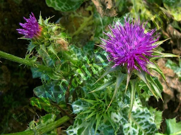 Расторопша лечебные растение