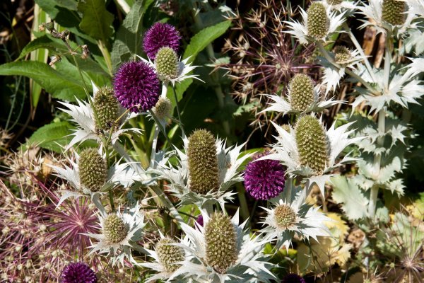 Расторопша пятнистая (Silybum Marianum)