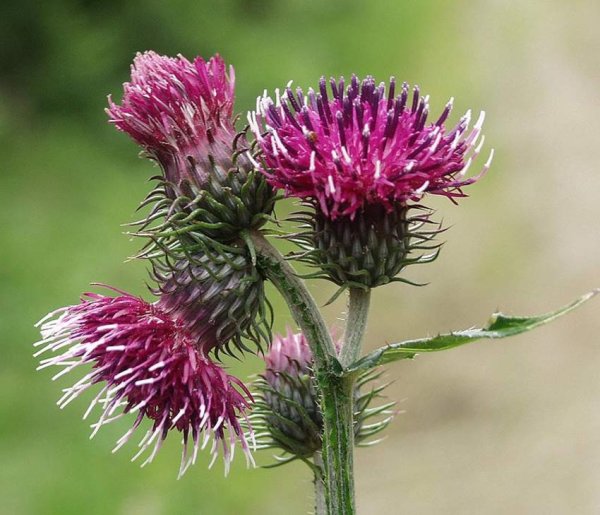 Расторопша пятнистая (Silybum Marianum)