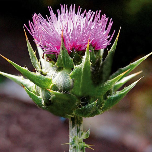 Расторопша пятнистая дебют