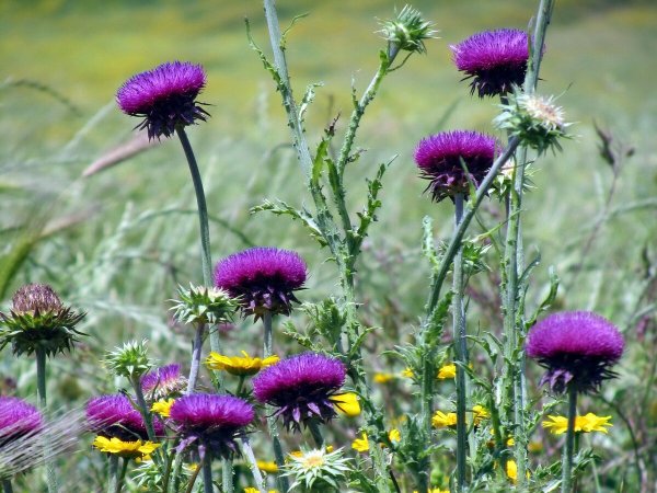 Расторопша пятнистая (Silybum Marianum)