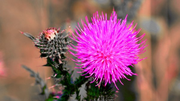 Расторопша пятнистая (Silybum Marianum)