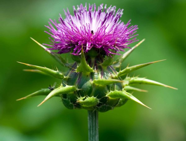 Расторопша (Марьин чертополох)