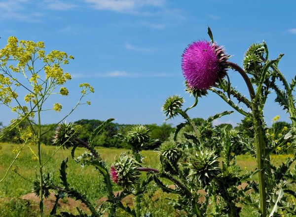Расторопша пят