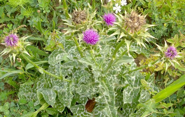 Будяк татарник