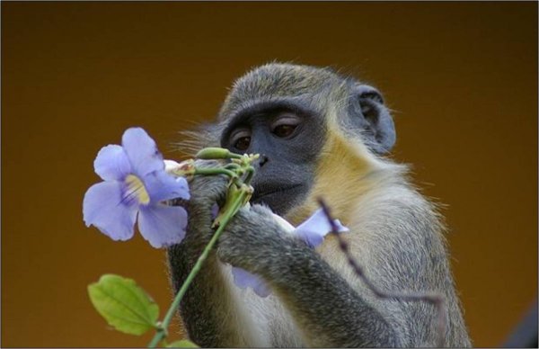 Обезьяна с цветком