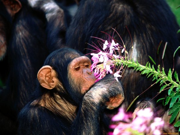 Обезьяна с цветочком