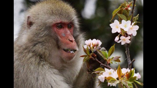 Обезьянка в цветах