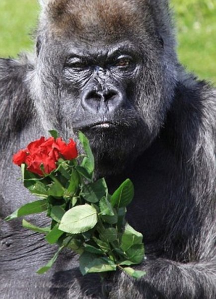 Обезьяна с цветком