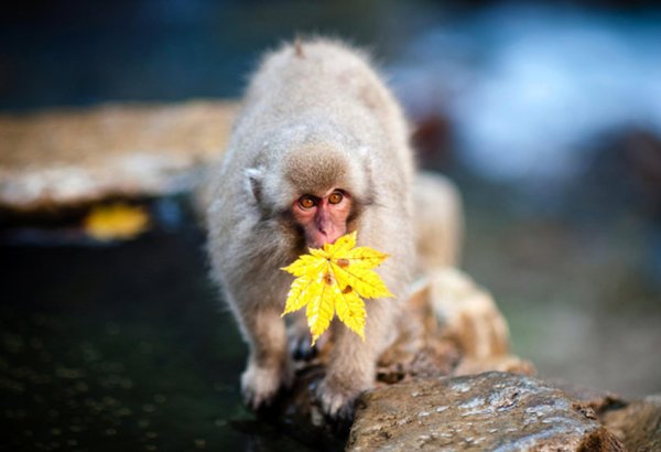 Обезьянка с цветами