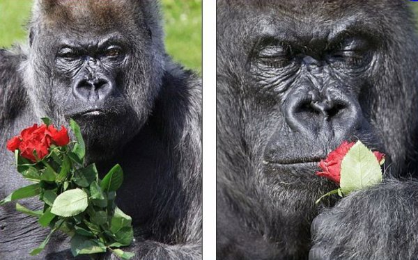 Обезьяна с цветами