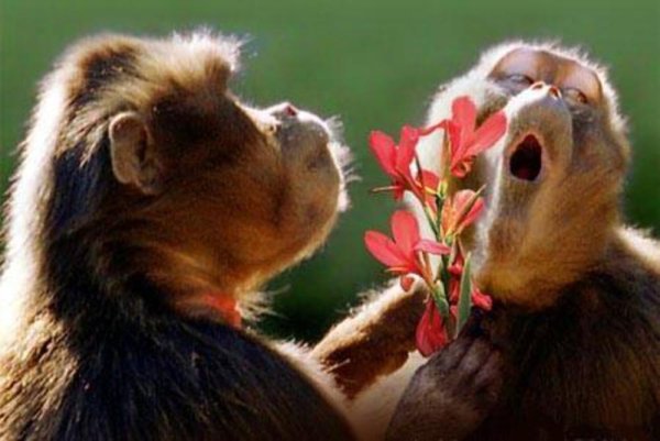 Обезьяна дарит цветы