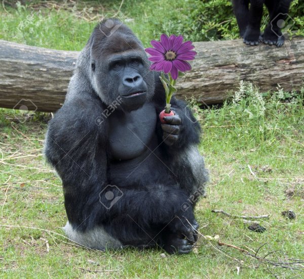 Обезьяна с цветочком