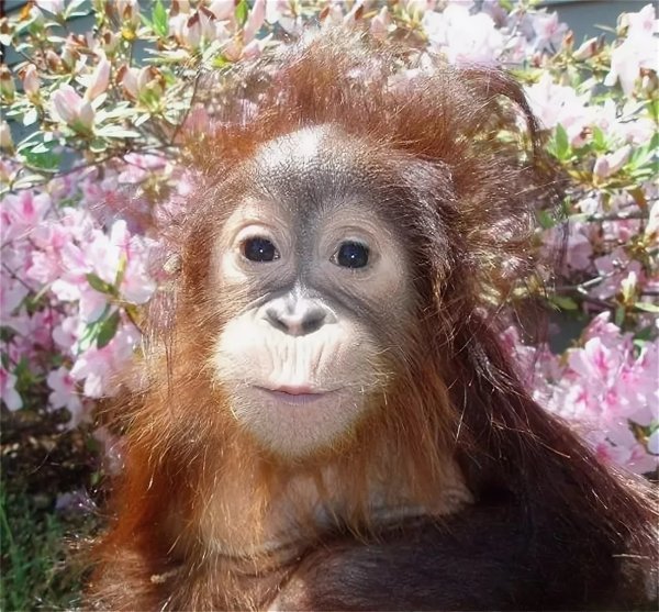 Обезьяна с цветочком