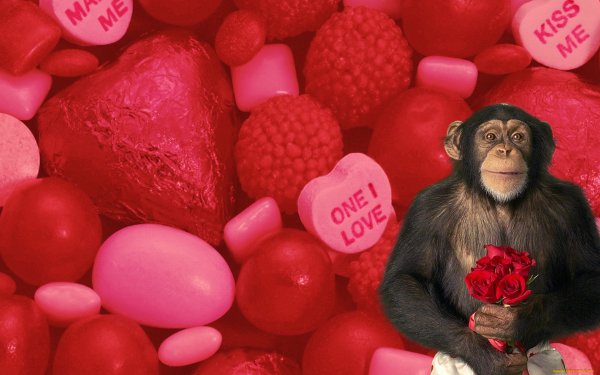 Обезьяна с цветком