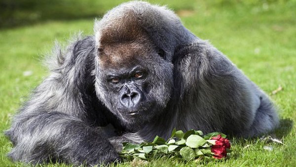 Обезьяна с букетом