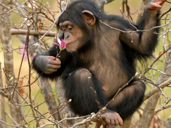 Обезьяна с цветком