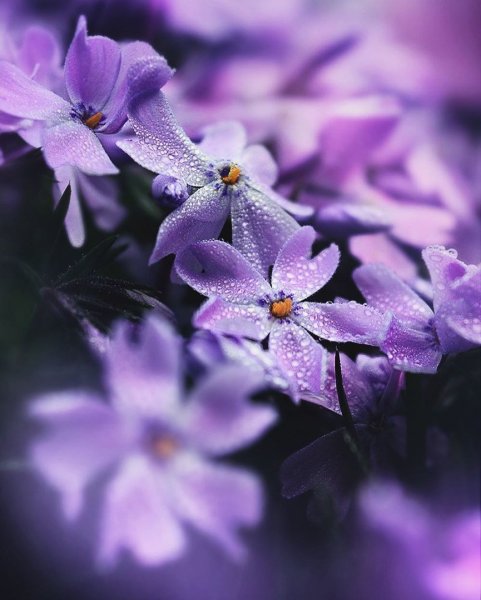 Фиолетовые цветы