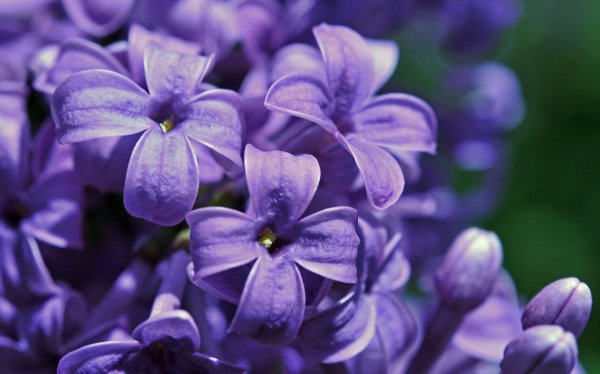 Лиловые цветы