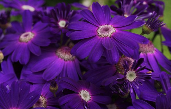 Фиолетовые цветы