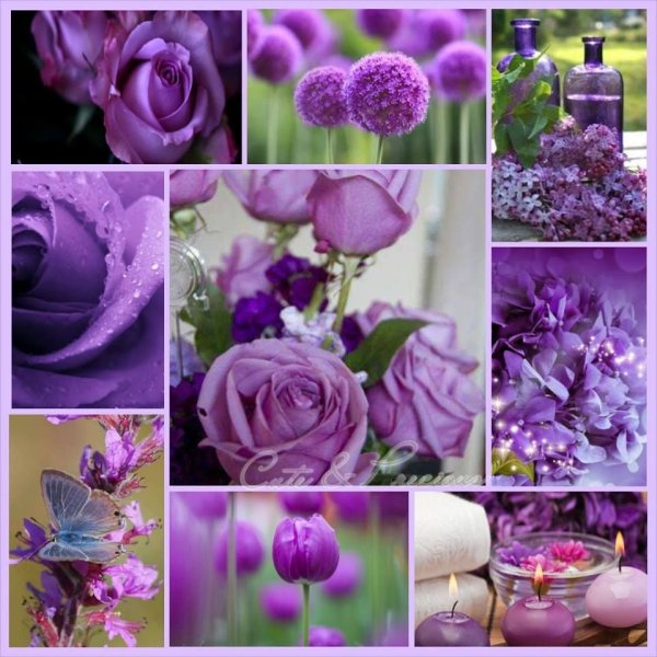 Флоксы макро