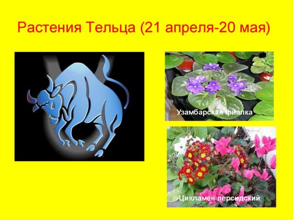 Комнатные растения тельца