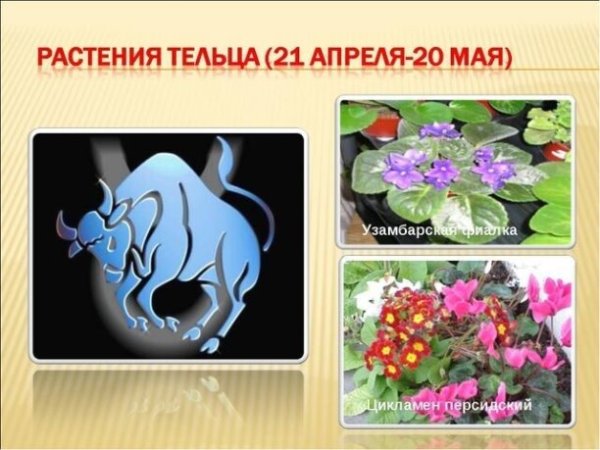 Цветок тельца