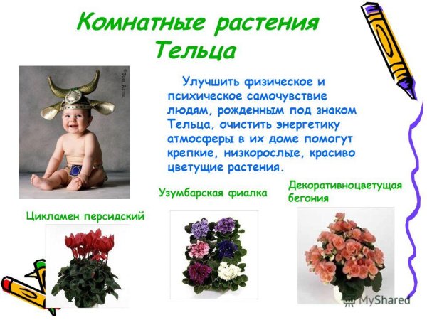 Комнатные растения для Тельцов женщин