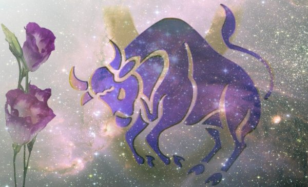 Букет для тельца