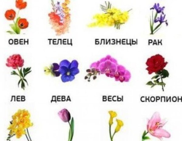 Растения талисманы для знаков зодиака