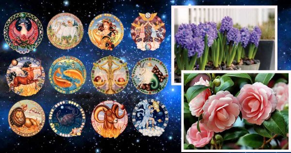 Астрология и цветы