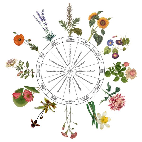 Знаки зодиака цветы