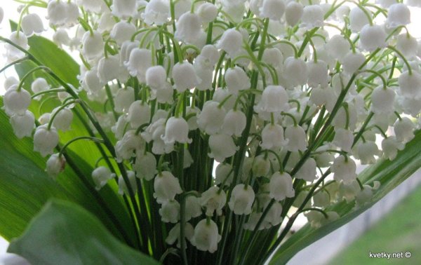 Тату знак зодиака Телец