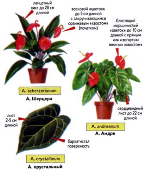 Родина цветка Антуриум
