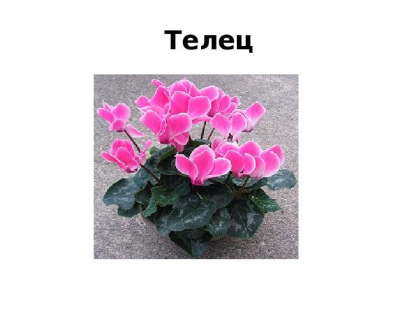 Телец знак зодиака характеристика