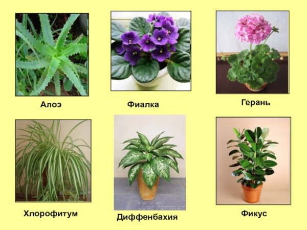 Фиалка фикус и хлорофитум