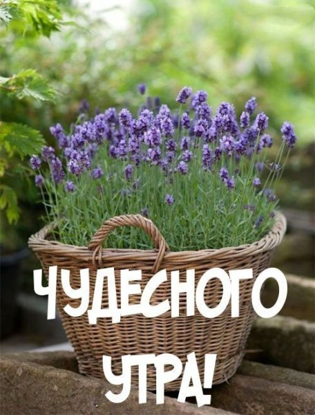 Поздравление со средой