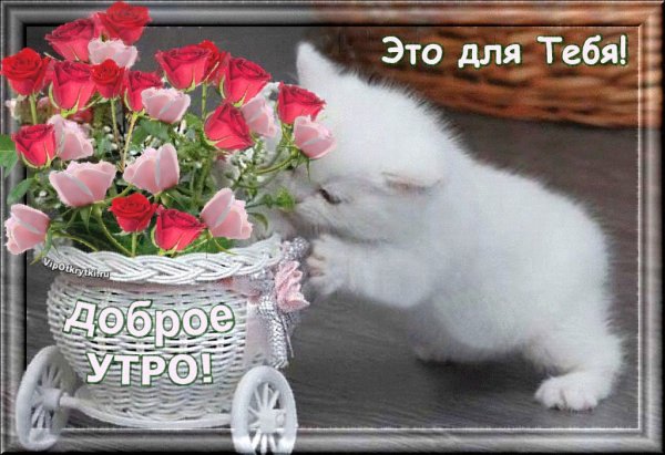 Доброе утро лето
